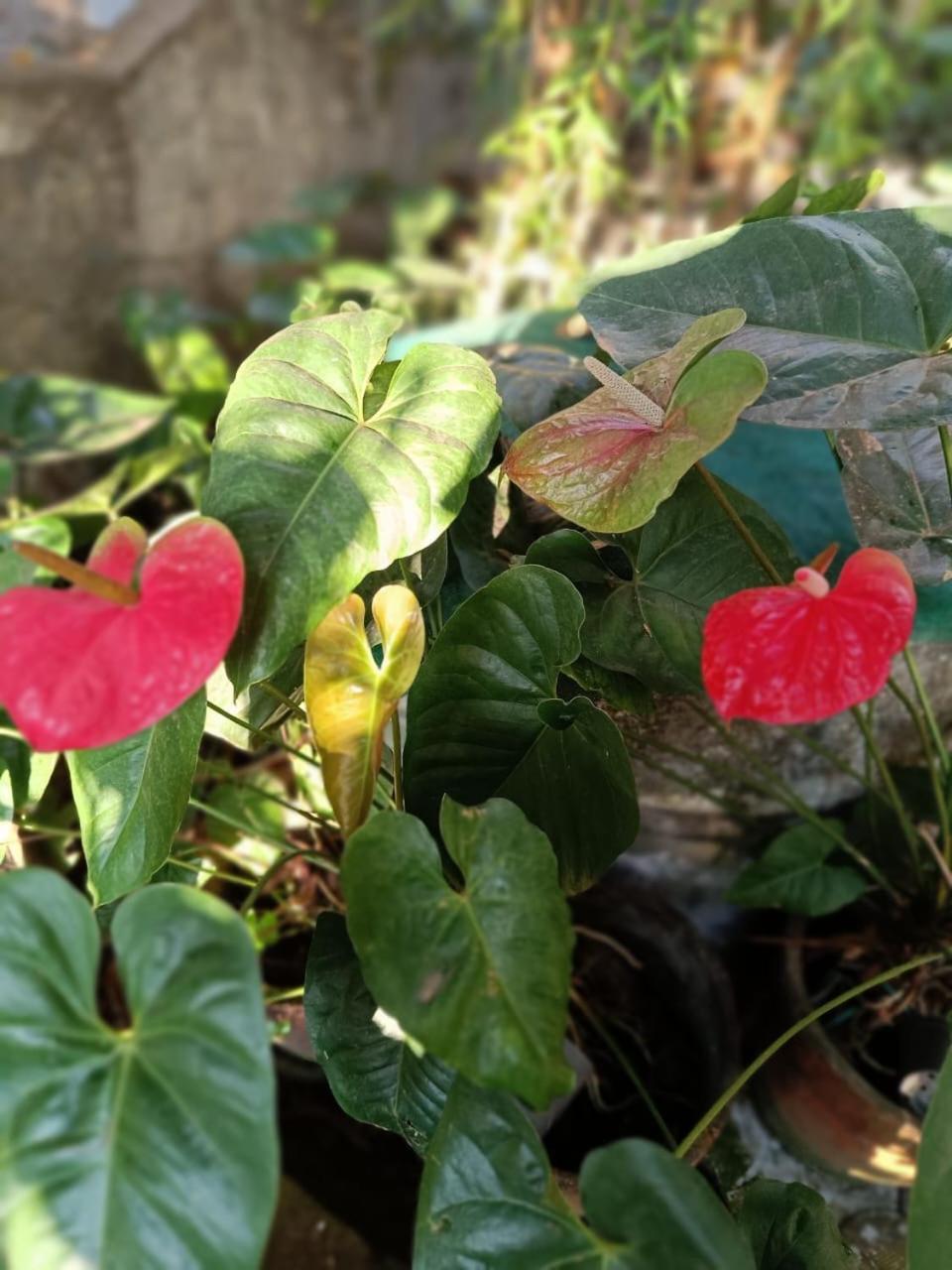 Chaithritha Ladies Homestay Thiruvananthapuram Kültér fotó